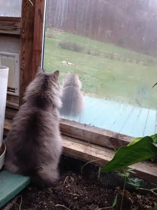 Glitches In The Matrix - physics cat