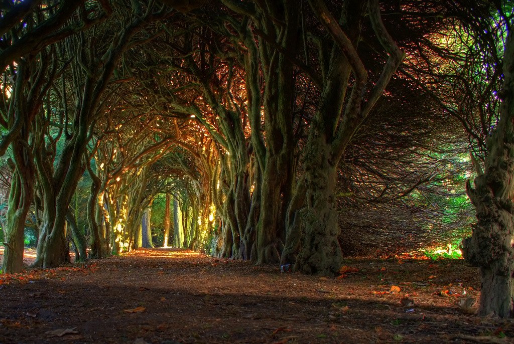 These 18 Incredible Images Of Sinister And Foreboding Forests Will Make