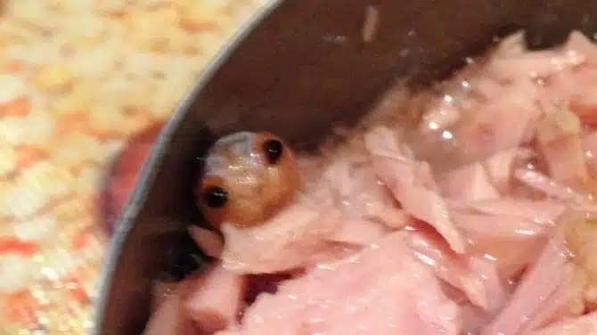 Parasite Tuna Tin 3