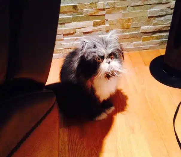 Terrifying Cat 10