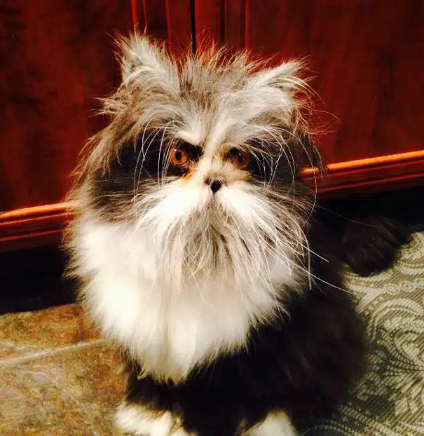 Terrifying Cat 11