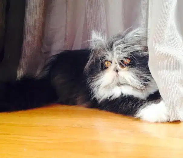 Terrifying Cat 15