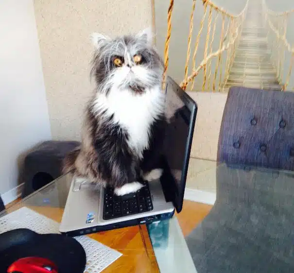 Terrifying Cat 4