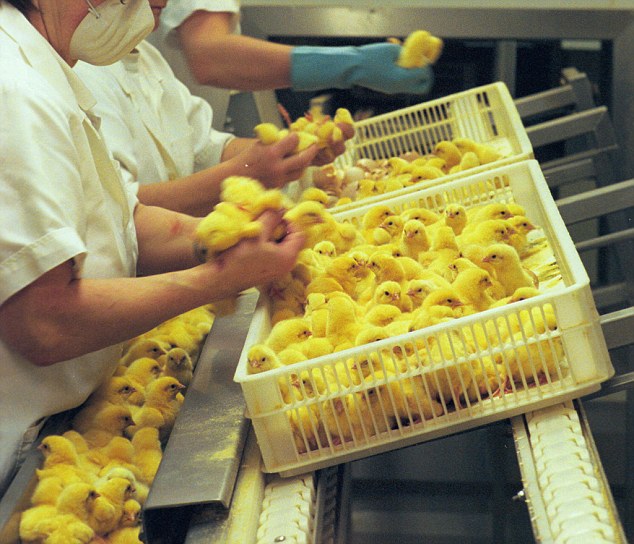 Chicken Sexer 