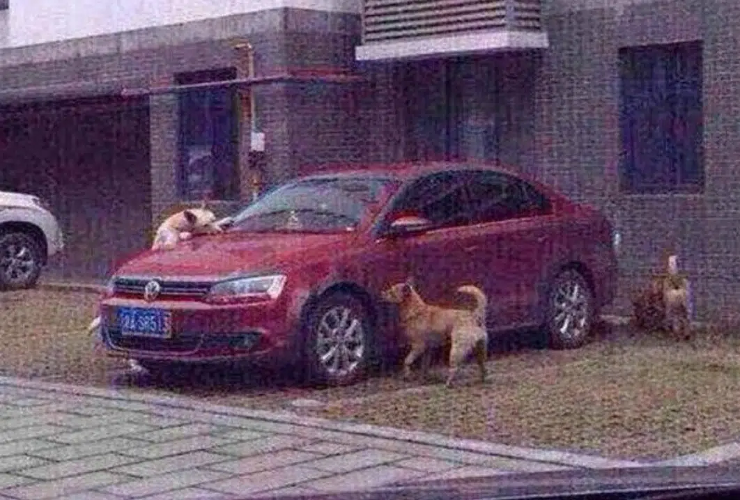 Dogs