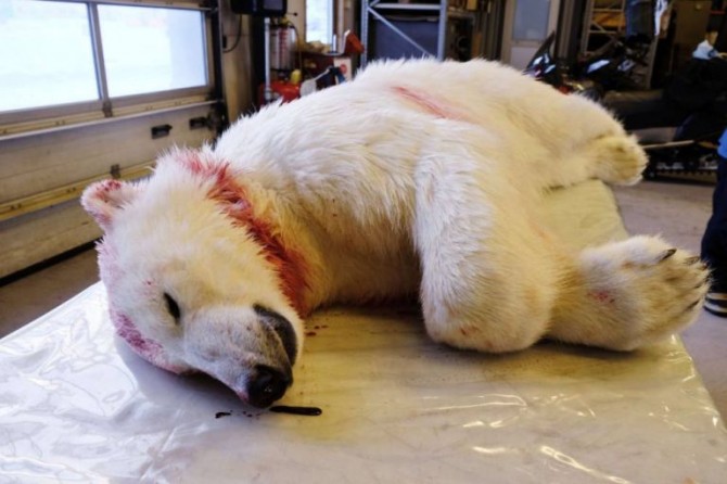 Polar Bear Corpse