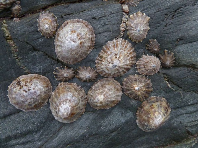 Sea Snail Teeth Limpets
