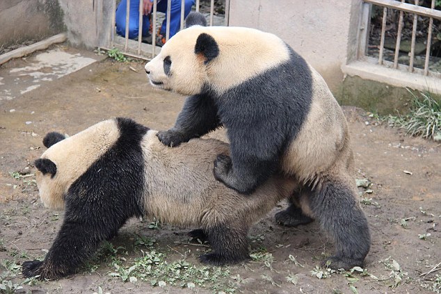 Horny Pandas Set Record With Marathon Sex Session