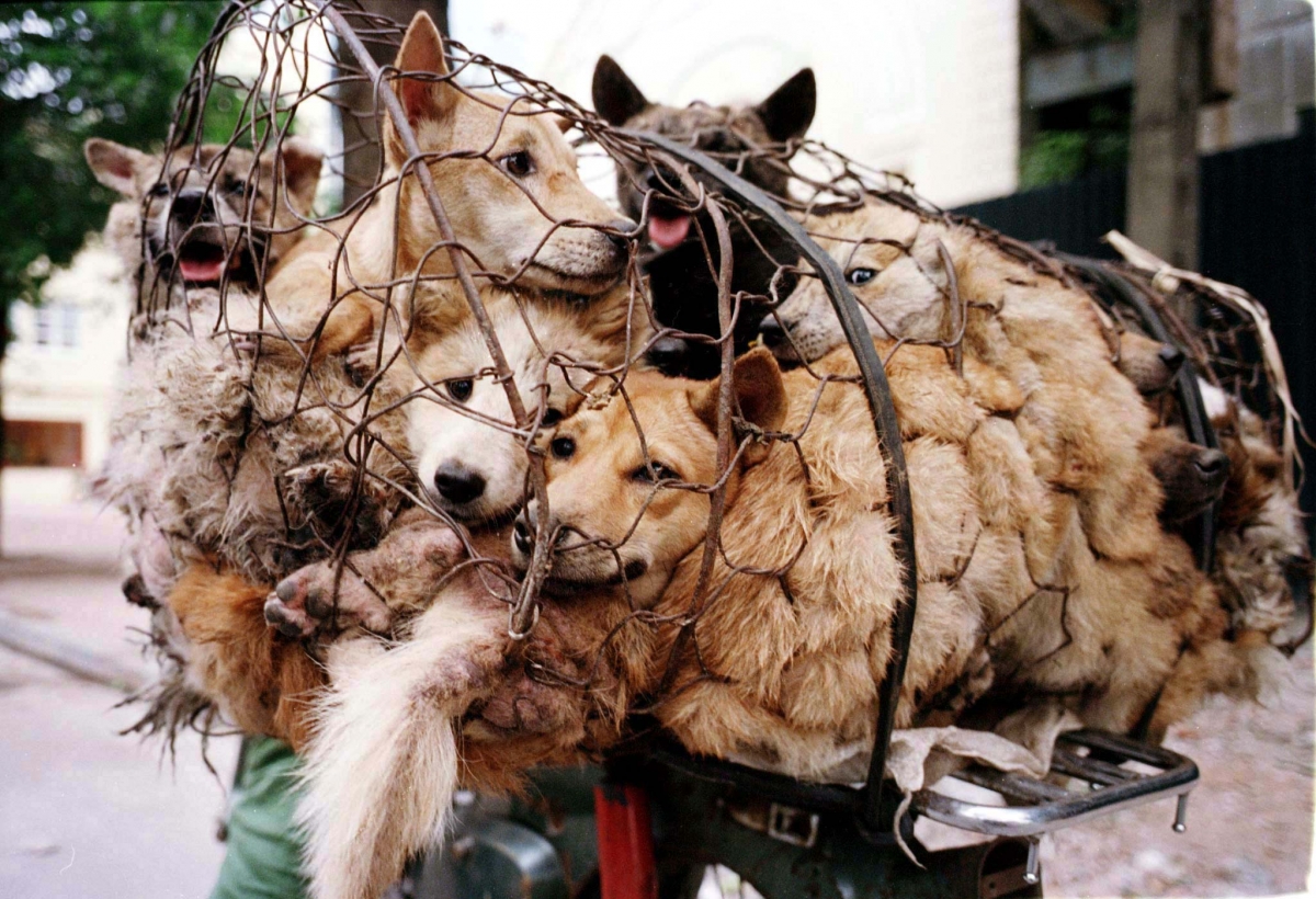Weird China Fact - Dog Meat Festival