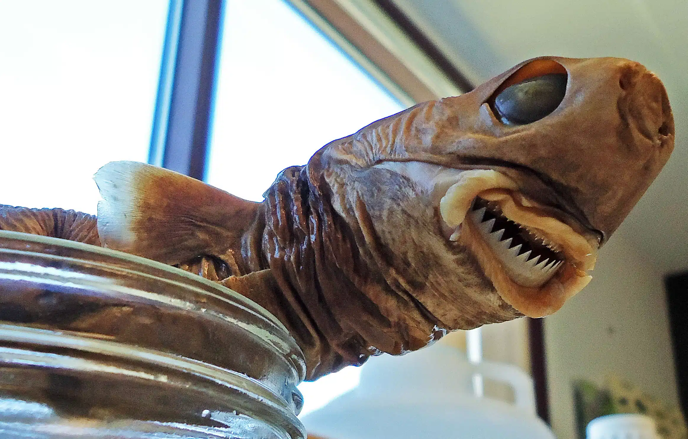 Weirdest Sharks - Cookie Cutter Shark Preserved
