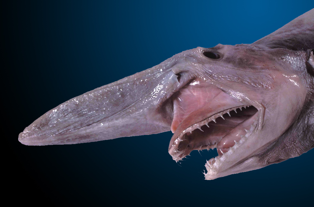 Weirdest Sharks - Goblin Shark