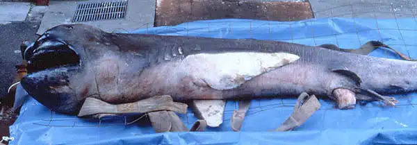 Weirdest Sharks - Megamouth
