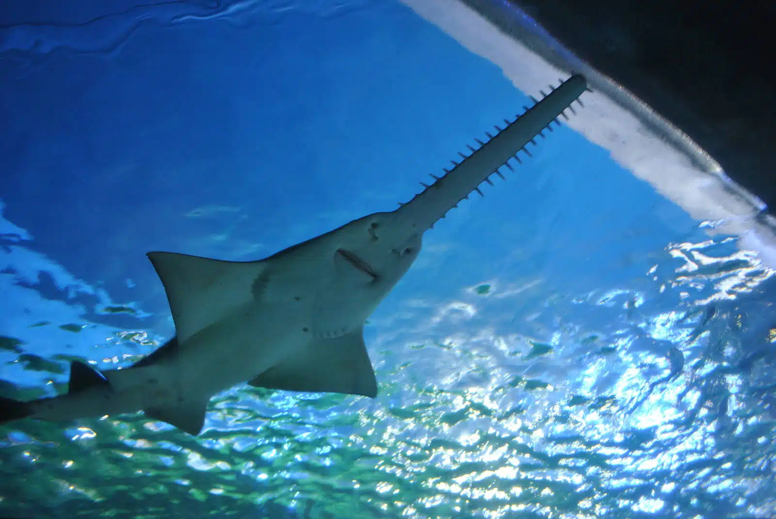 Weirdest Sharks - Sawshark