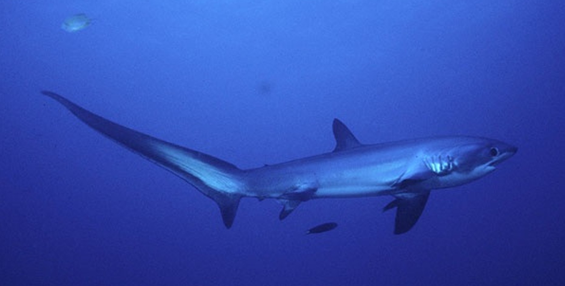 Weirdest Sharks - Thresher Shark
