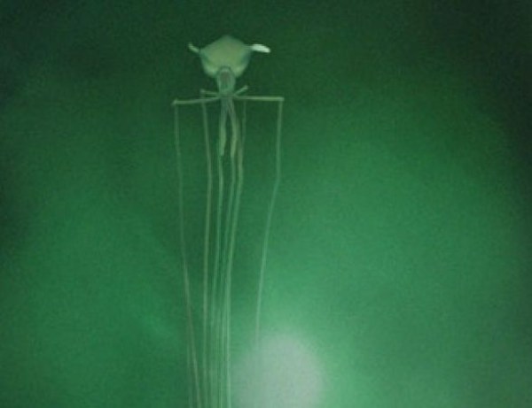 Bigfin-Squid-Rare-Footage.jpg