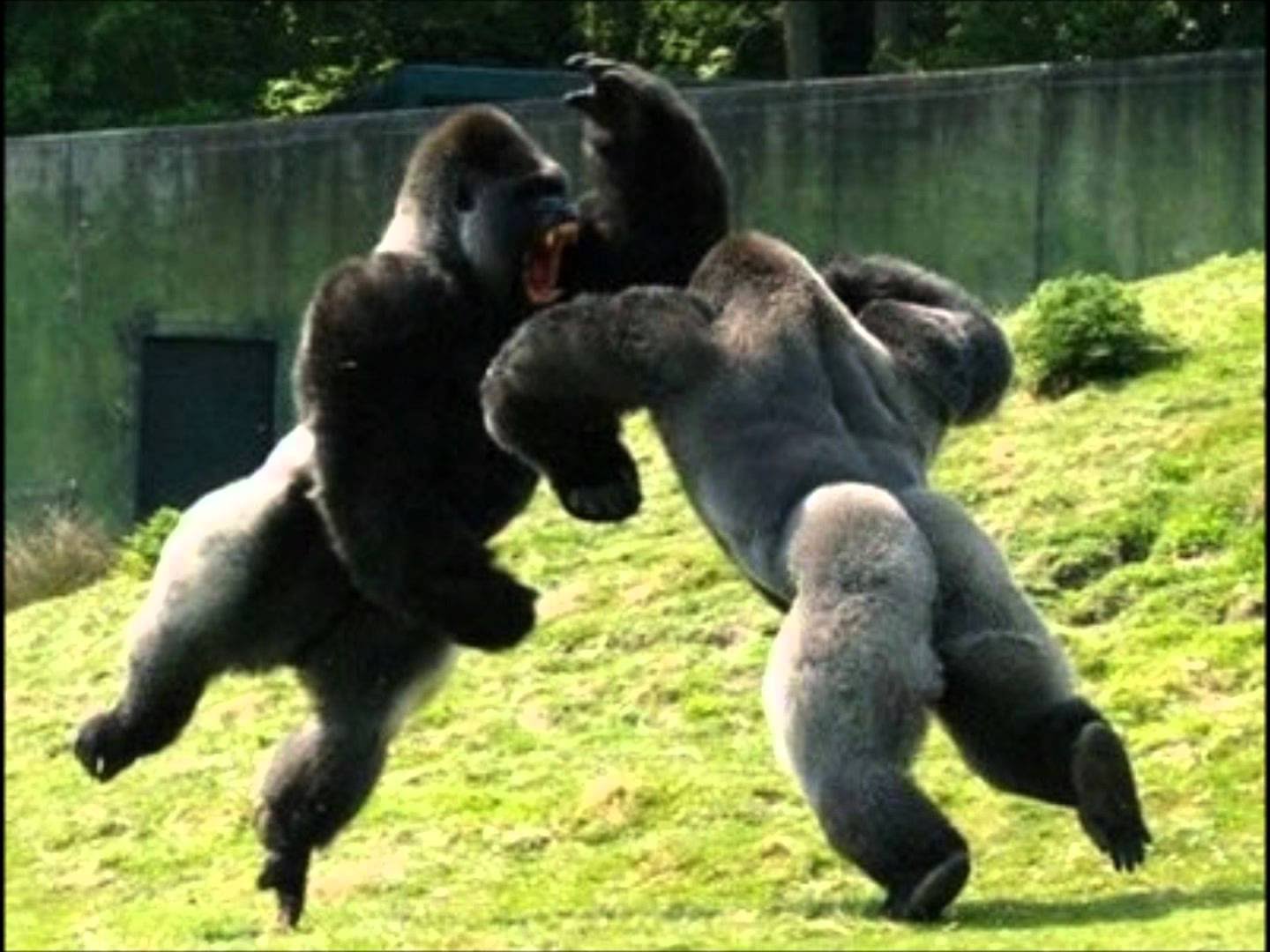 Animal Attack - Gorilla Fight