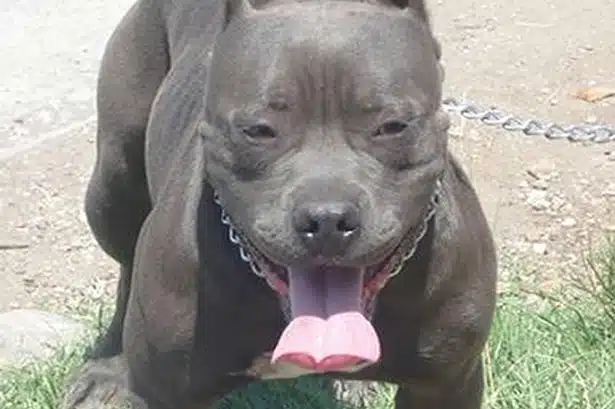 Dog Tongue