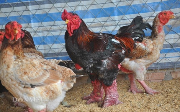 dong tao chicken history