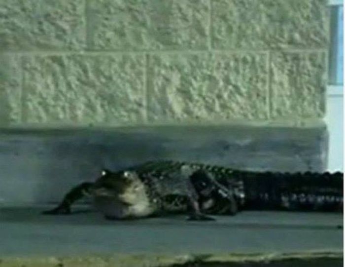 Georgia - Zoo Escaped Crocodile
