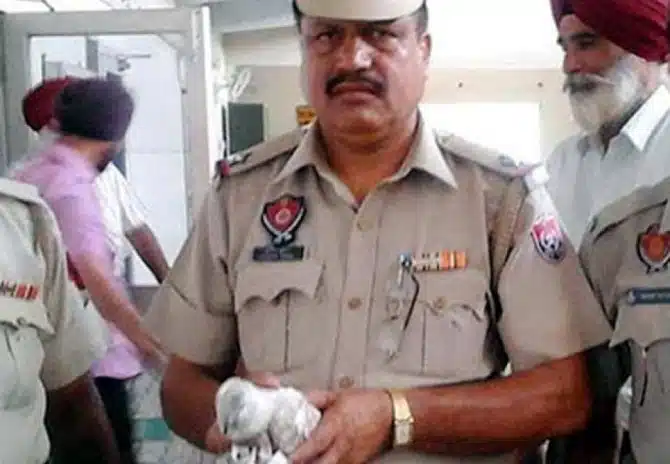Spy Pigeon Arrested India