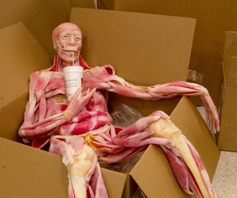 SynDaver - Synthetic Cadaver - Just Chilling