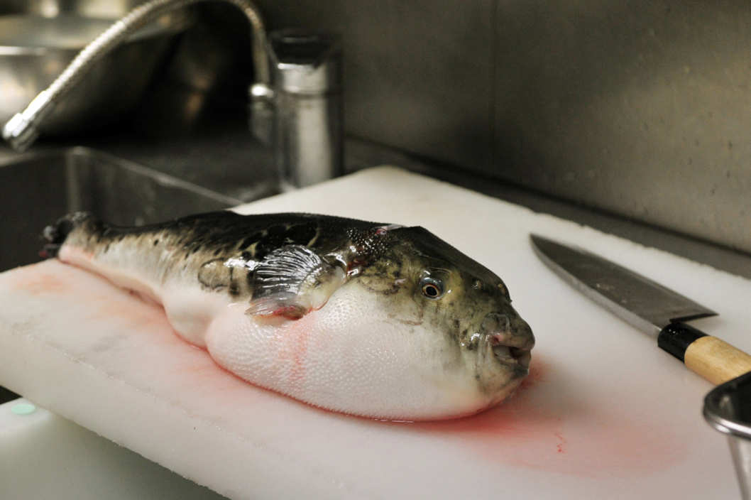 Most Poisonous Animals - Puffer Fish Dinner