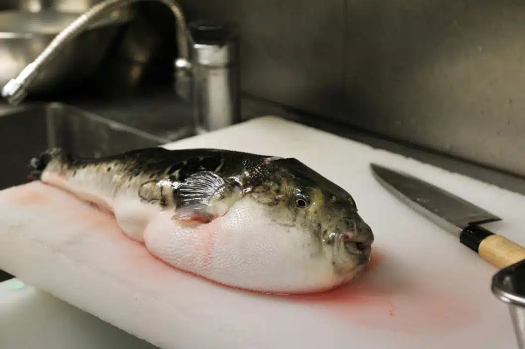 Most Poisonous Animals - Puffer Fish Dinner