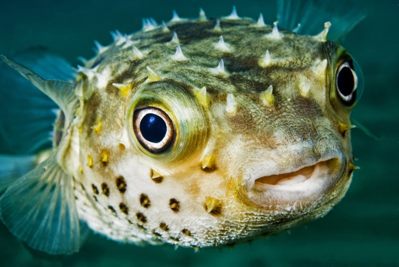 Most Poisonous Animals - Puffer Fish