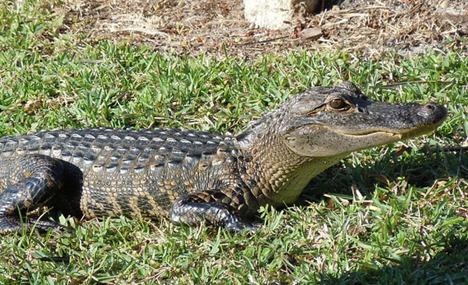 Alligator Sex 119