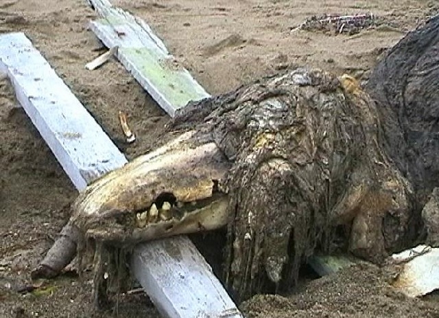 Russian Sea Monster 2006 2