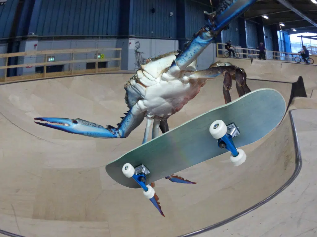 Crab 0