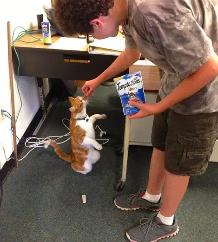 Bubba The Cat 1