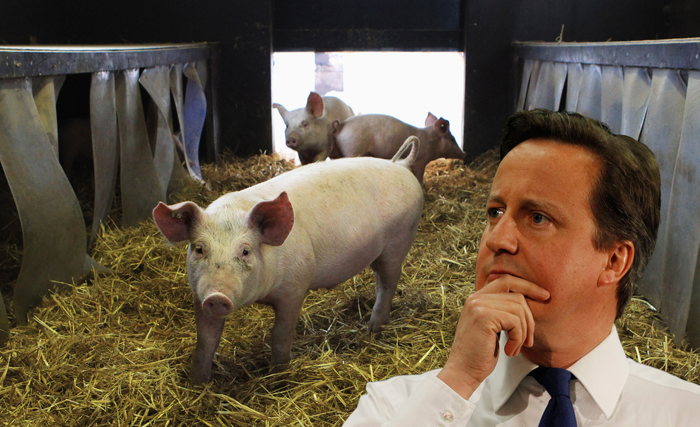 David-Cameron-Pig2.jpg