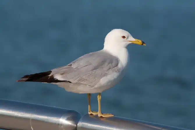 Seagull
