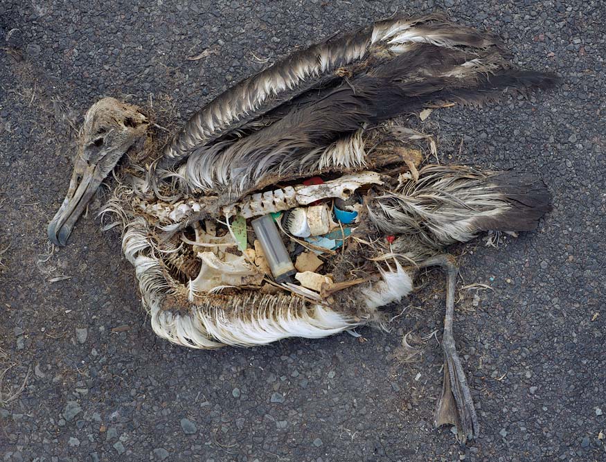 Smoking Sucks - Environment Dead Bird