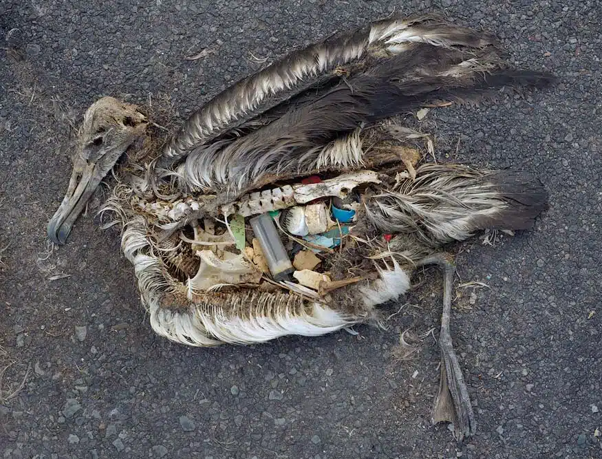Smoking Sucks - Environment Dead Bird