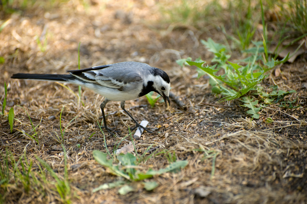 Smoking Sucks - Pied Wagtail