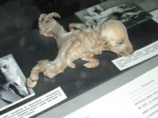 Creepy Photograph 3