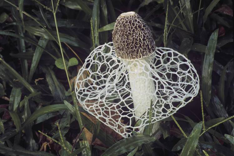 Veiled Stinkhorn Mushroom (Dictyophora duplicata).