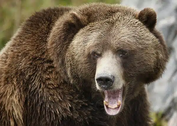 grizz