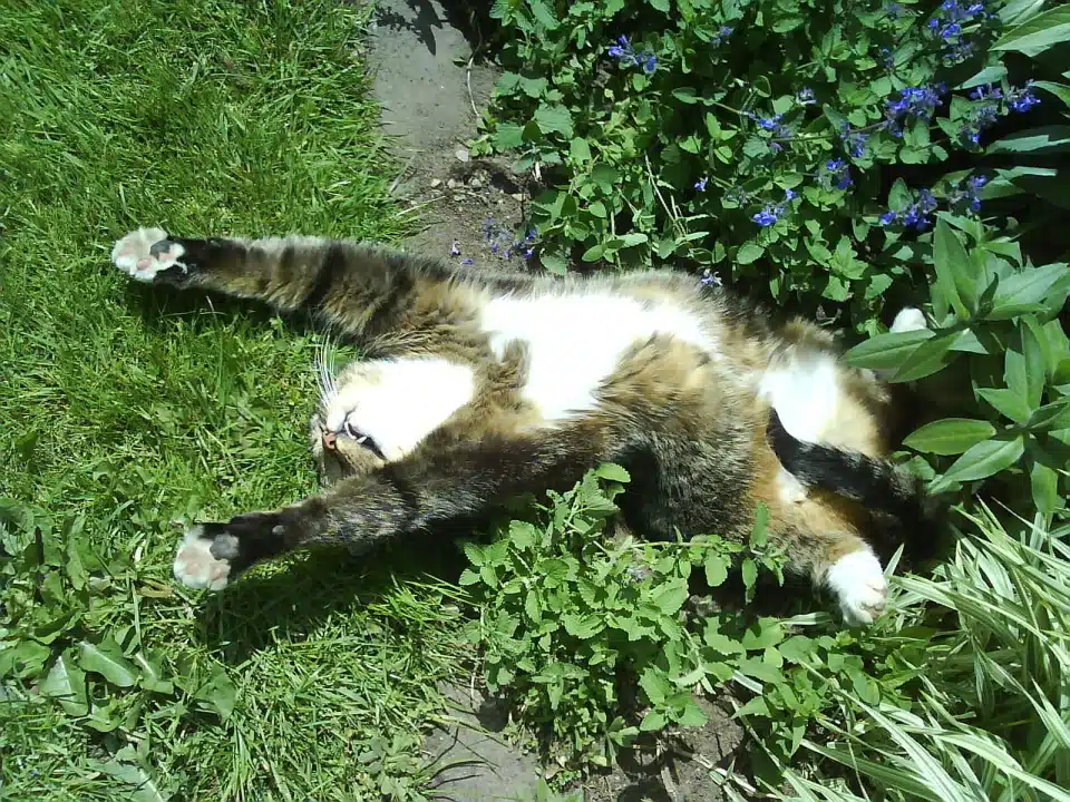 CAtnip Cat