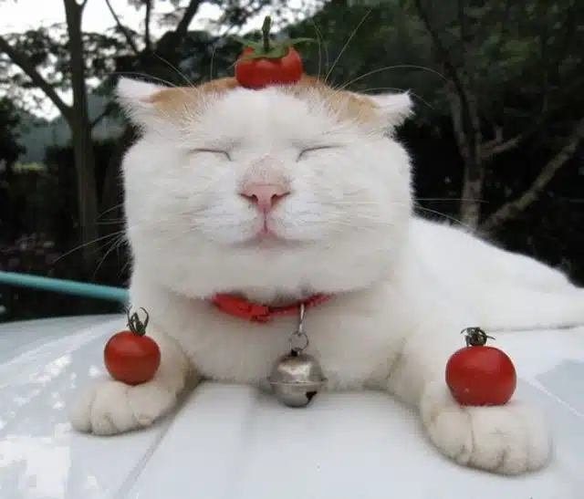 Laziest Cat In The Universe