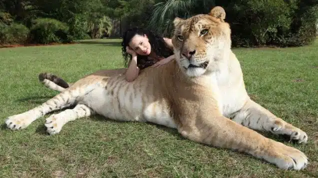 Liger Hercules Massive Cat 2
