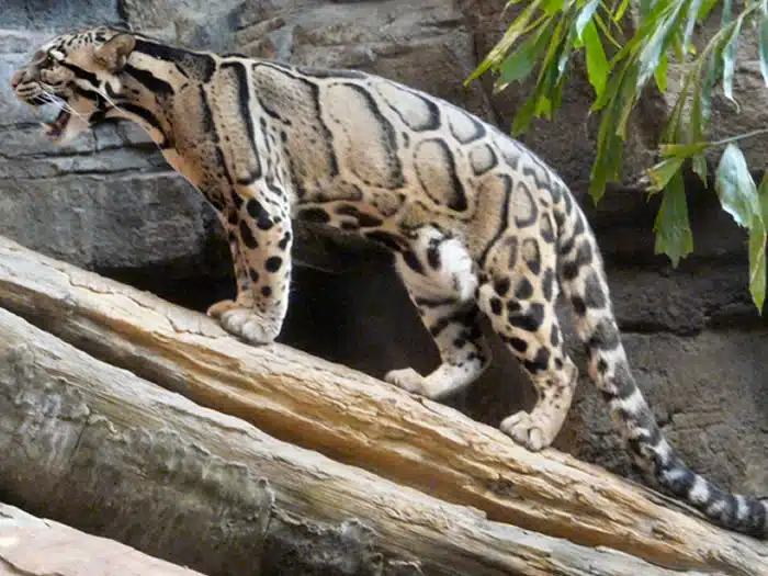Sunda Clouded Leopard 2