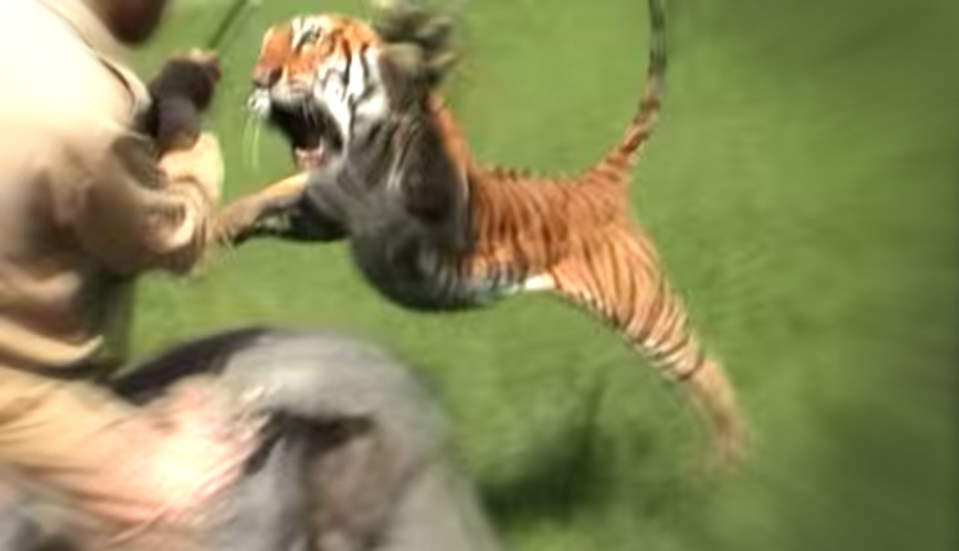 Tiger Attacks Elephant and Rider