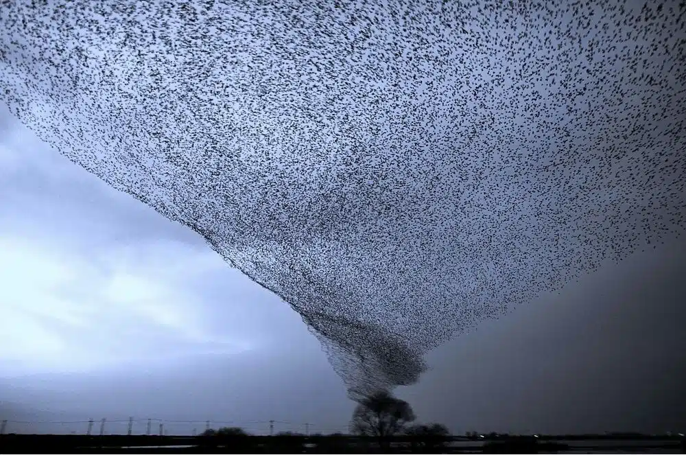 Without Photoshop - Bird Hurricaine