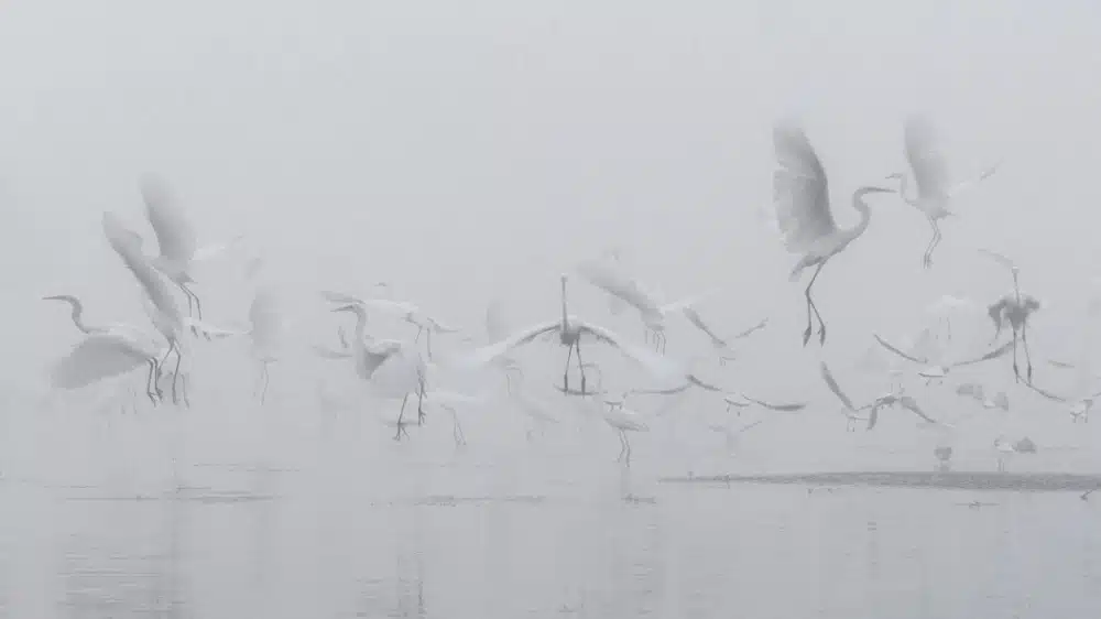 Without Photoshop - Egret