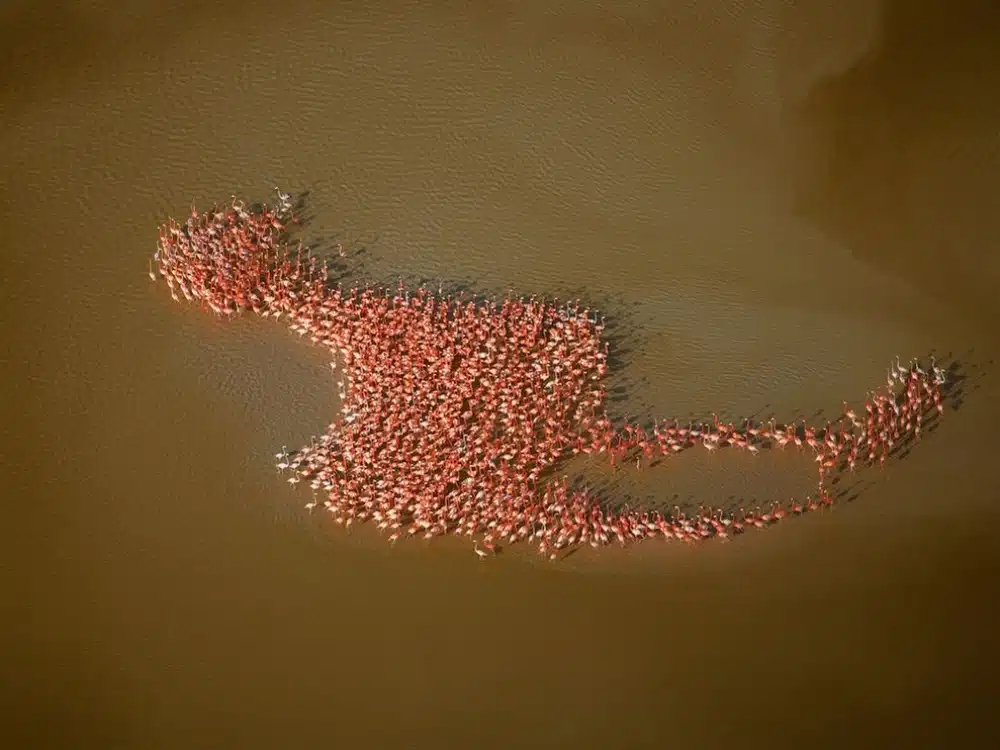 Without Photoshop - Flamingo shaped Flamingo