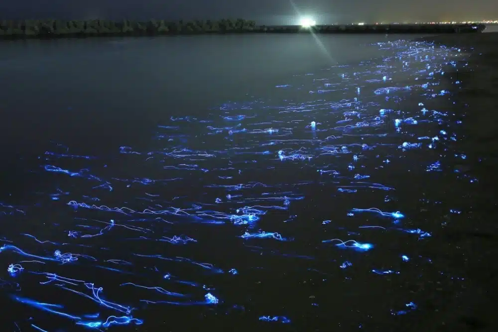 Without Photoshop - Hotaru Ika Firefly Squids Japan