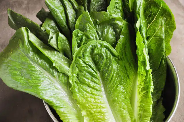 Lettuce